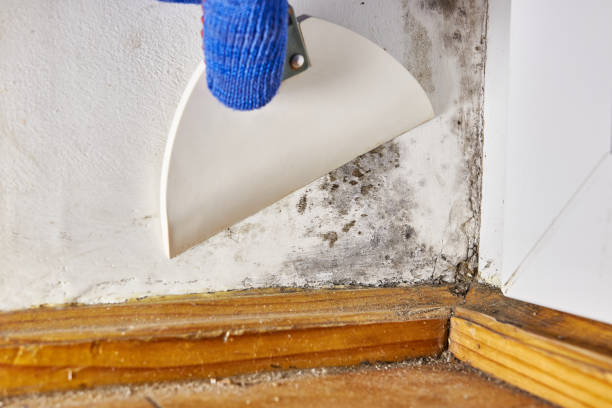 Best Post-Construction Mold Inspection  in Ellenton, FL