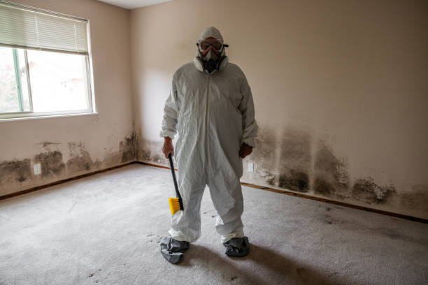 Mold Odor Removal Services in Ellenton, FL